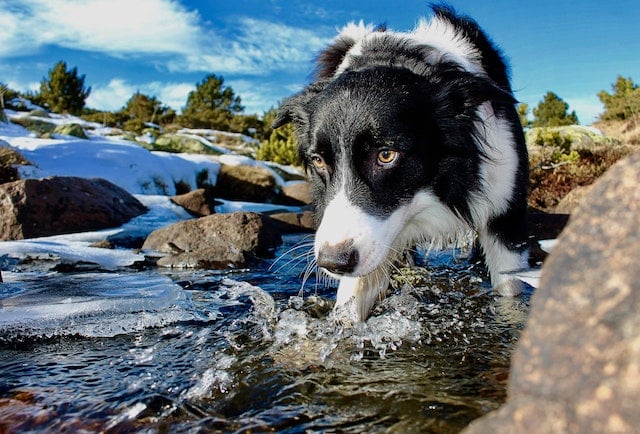 Border Collie w domu